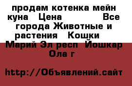 продам котенка мейн-куна › Цена ­ 35 000 - Все города Животные и растения » Кошки   . Марий Эл респ.,Йошкар-Ола г.